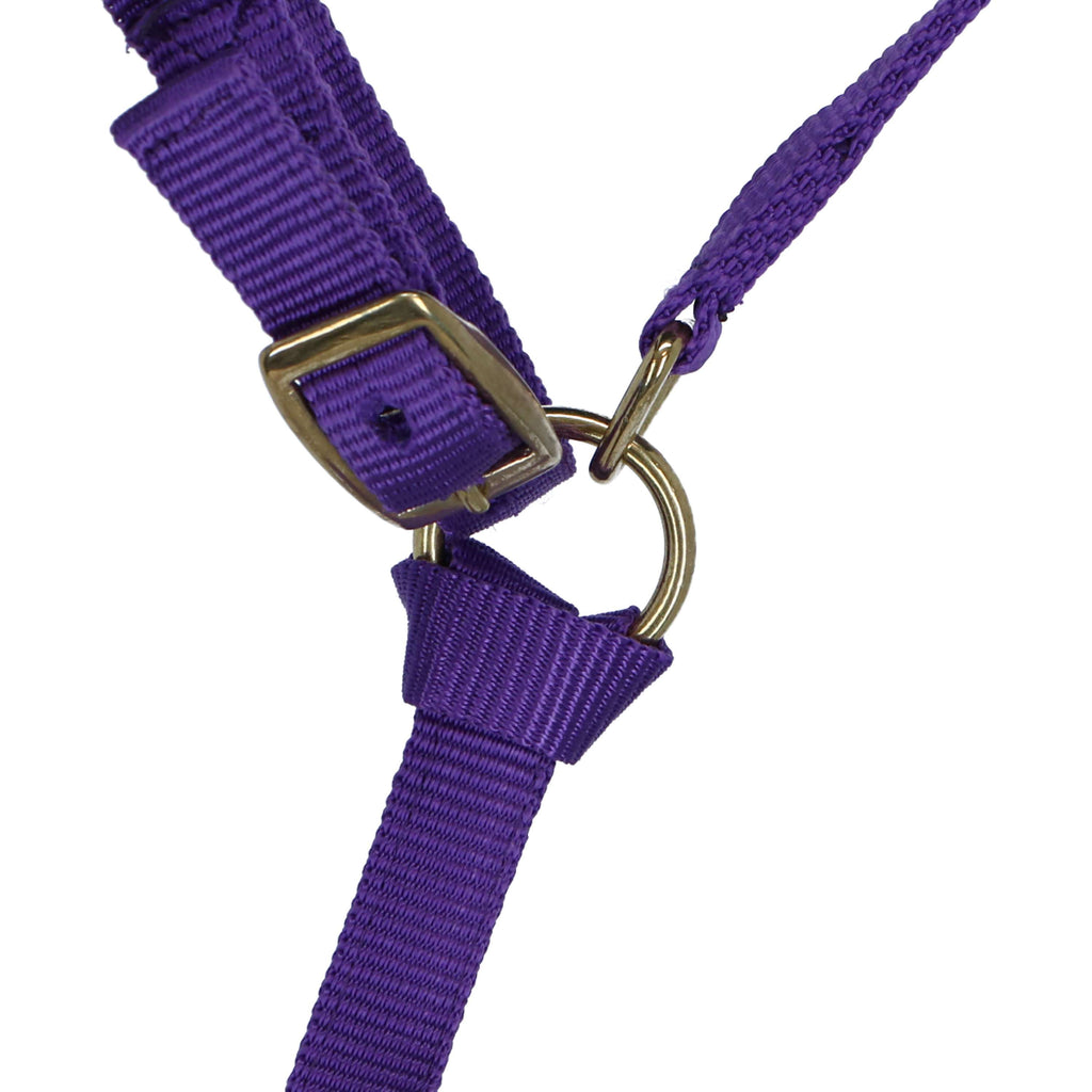 Norton Cabestro para Potro con línea Morado