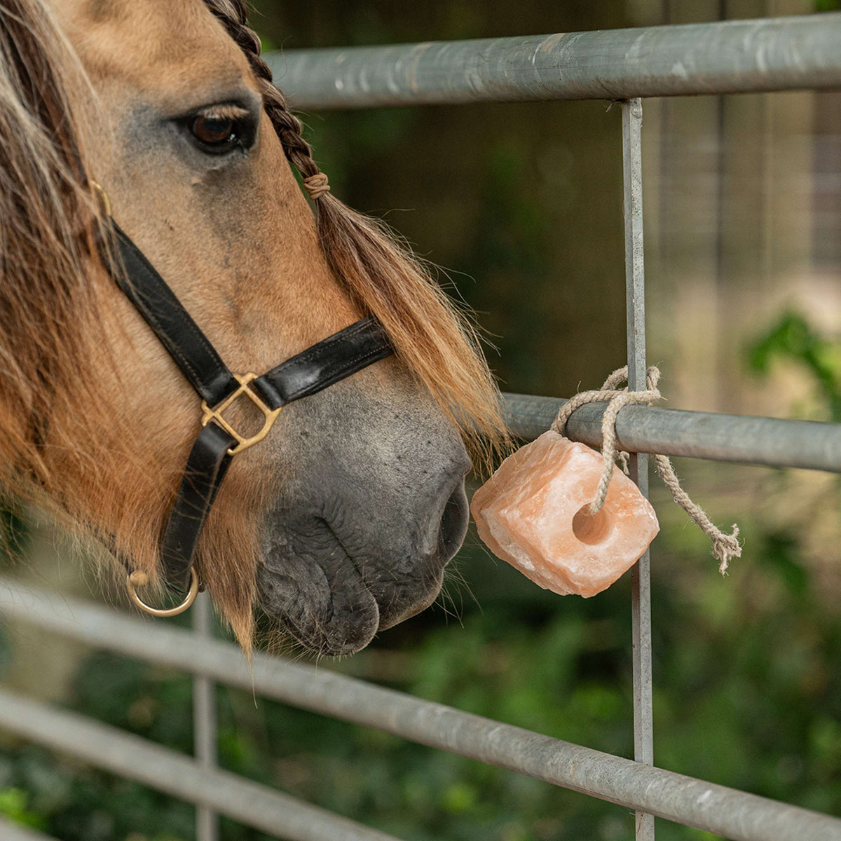 Agradi Health Piedra de Lamer