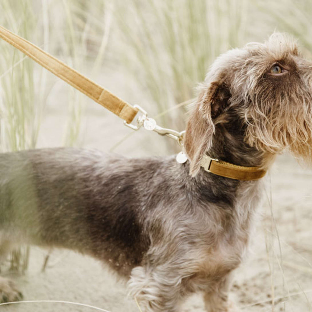 Kentucky Dogwear Correa para Perro Velvet Mostaza
