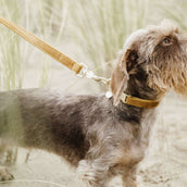 Kentucky Dogwear Correa para Perro Velvet Mostaza