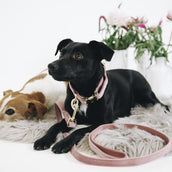 Kentucky Dogwear Correa para Perro Velvet Old Rose