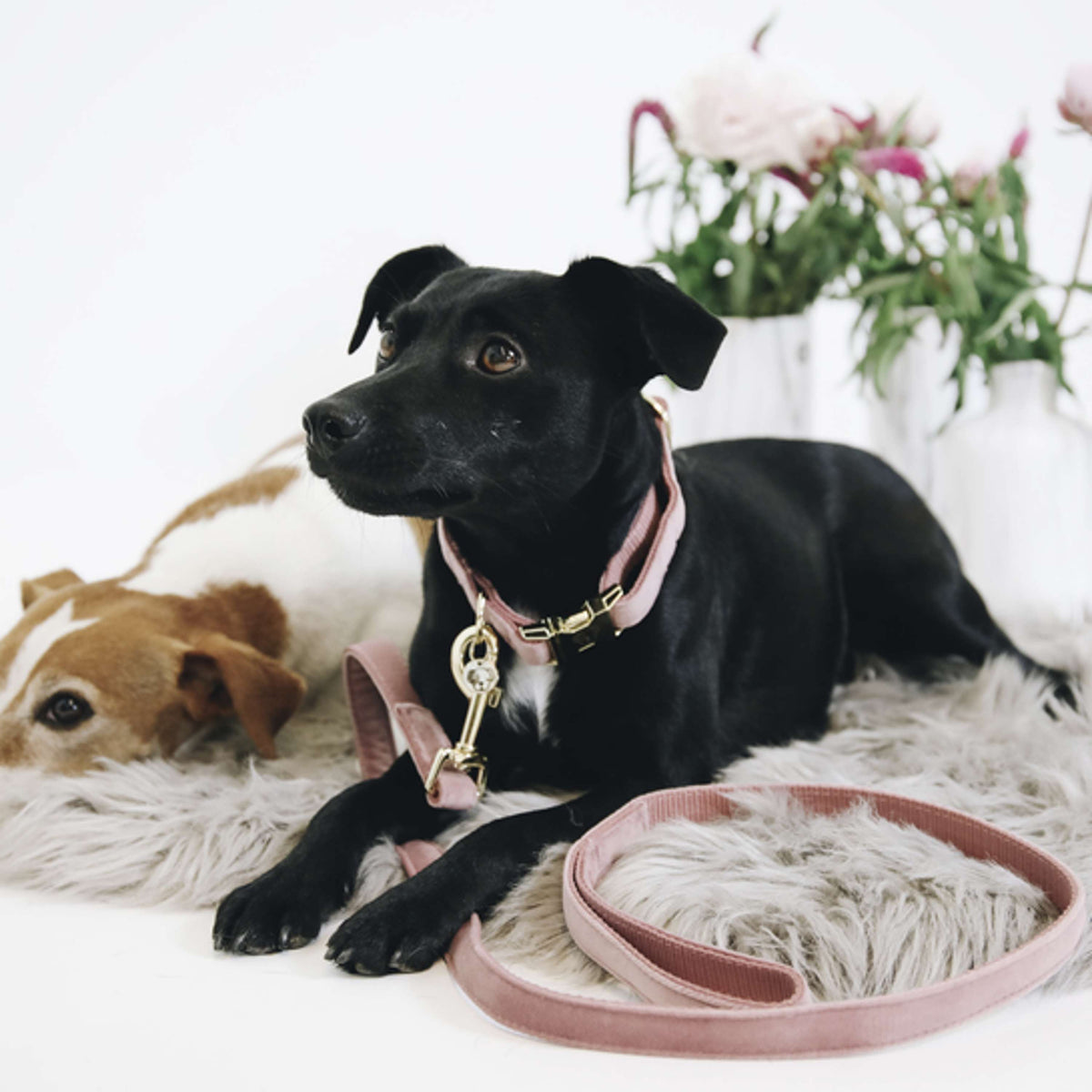 Kentucky Dogwear Correa para Perro Velvet Old Rose