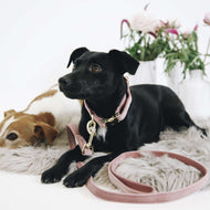Kentucky Dogwear Correa para Perro Velvet Old Rose