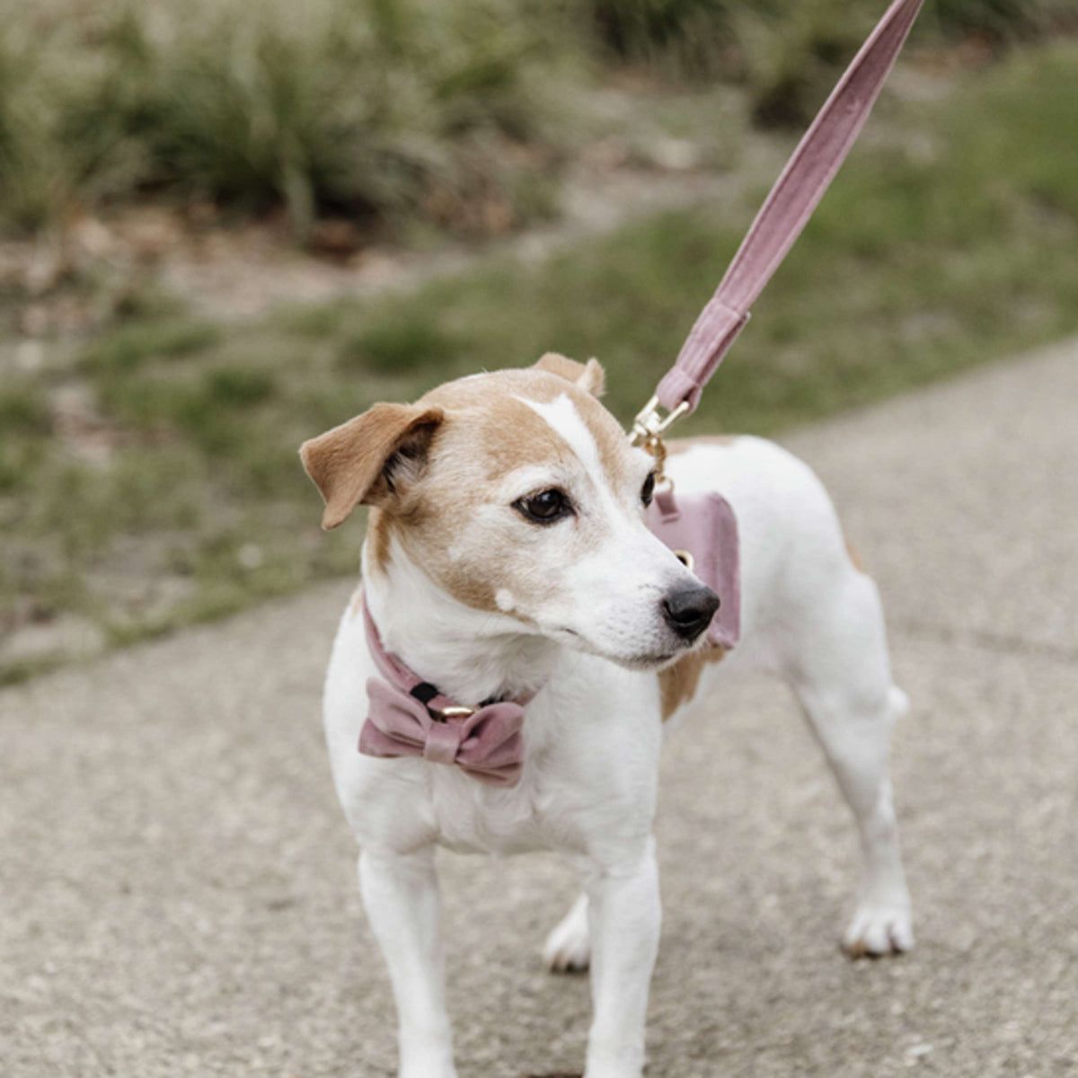 Kentucky Dogwear Correa para Perro Velvet Old Rose