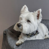 Kentucky Dogwear Collar Gris