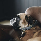 Kentucky Dogwear Collar Gris