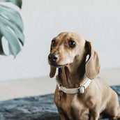 Kentucky Dogwear Halsband Lana Beige