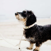 Kentucky Dogwear Halsband Lana Beige