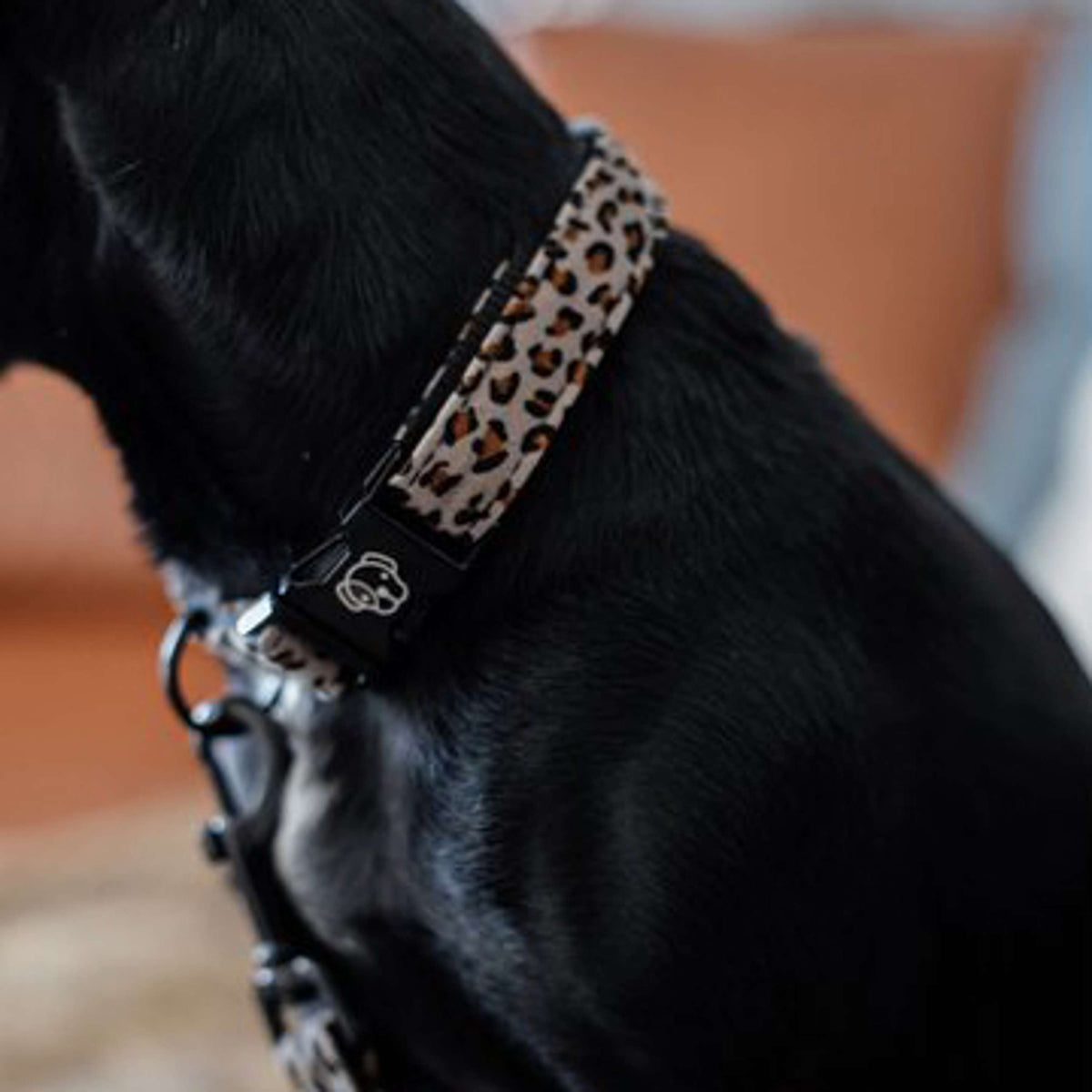 Kentucky Dogwear Banda para perros Gris