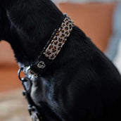 Kentucky Dogwear Banda para perros Gris