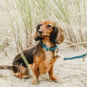 Kentucky Dogwear Halsband Velvet Esmeralda