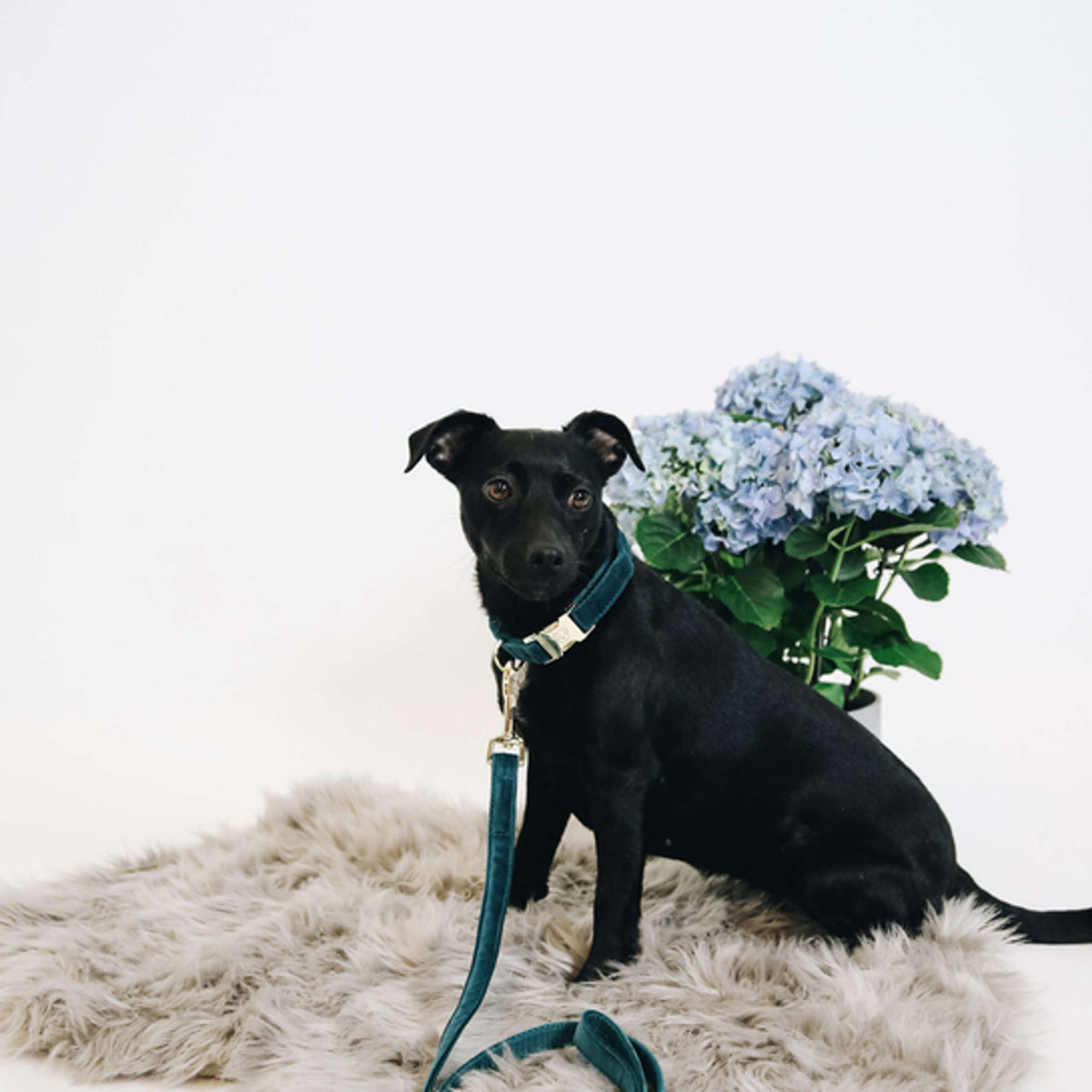 Kentucky Dogwear Halsband Velvet Esmeralda