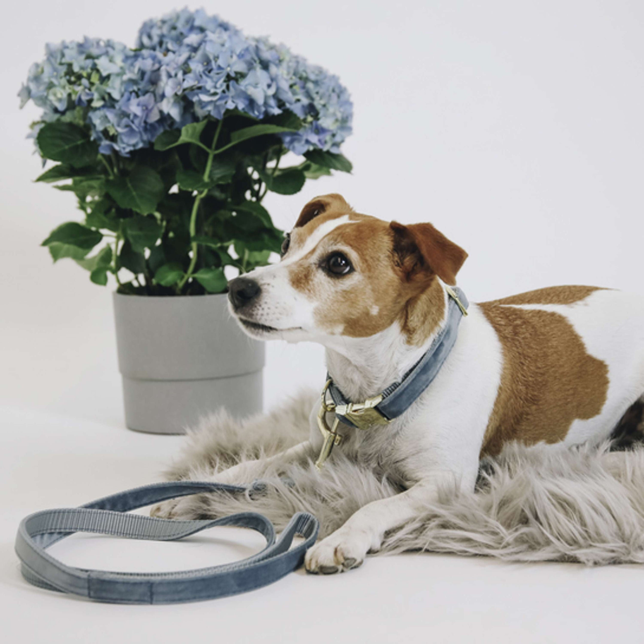 Kentucky Dogwear Halsband Velvet Azul claro