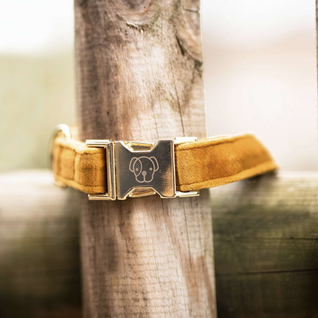 Kentucky Dogwear Halsband Velvet Mostaza