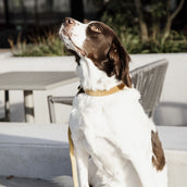 Kentucky Dogwear Halsband Velvet Mostaza