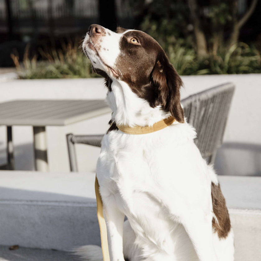 Kentucky Dogwear Halsband Velvet Mostaza