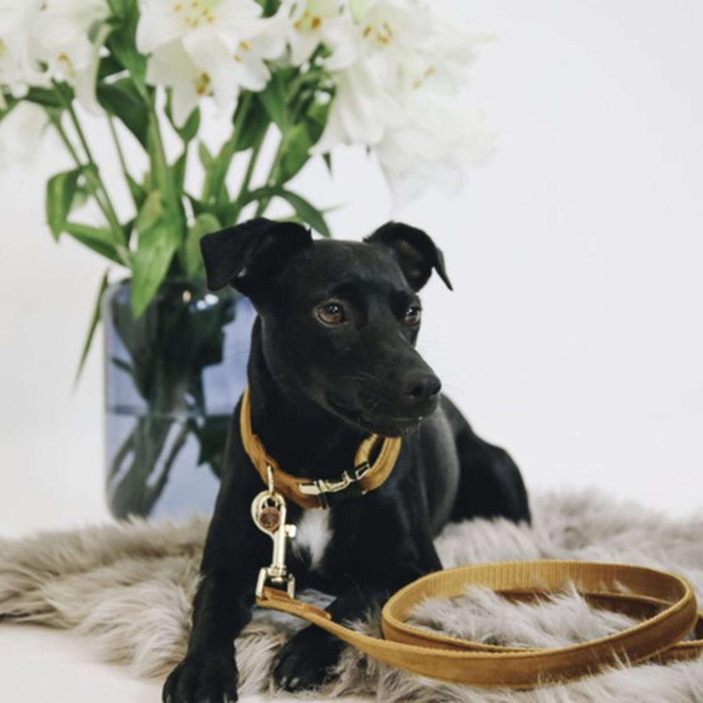 Kentucky Dogwear Halsband Velvet Mostaza