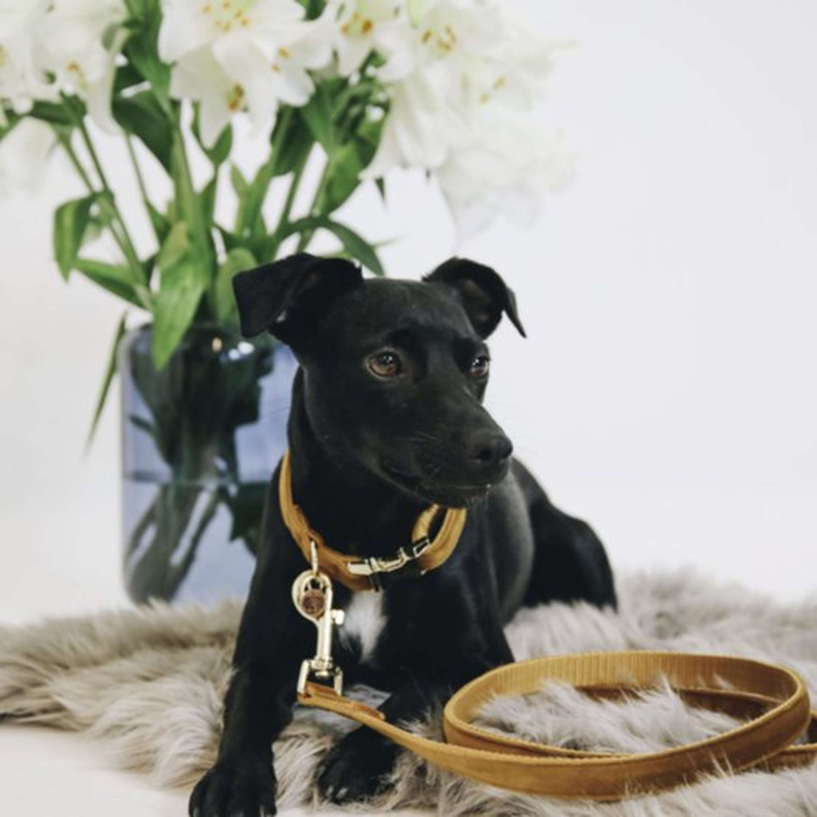 Kentucky Dogwear Halsband Velvet Mostaza