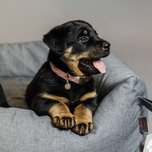 Kentucky Dogwear Halsband Velvet Old Rose