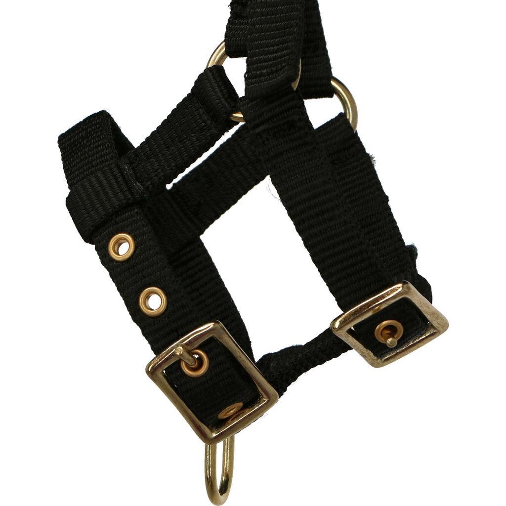 Norton Cabestro Mini Ajustable Negro