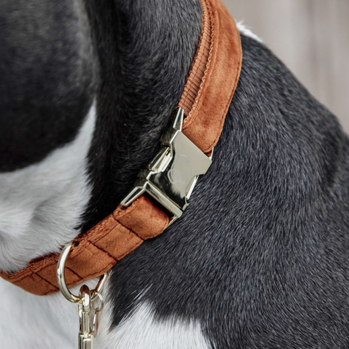 Kentucky Dogwear Halsband Velvet Naranja