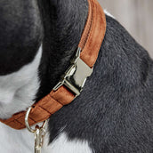 Kentucky Dogwear Halsband Velvet Naranja