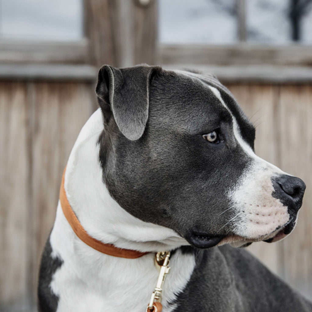 Kentucky Dogwear Halsband Velvet Naranja