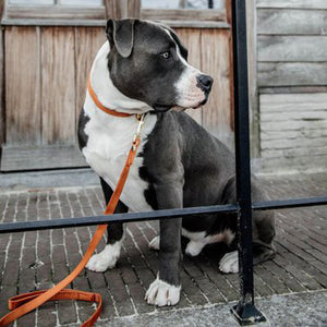 Kentucky Dogwear Halsband Velvet Naranja