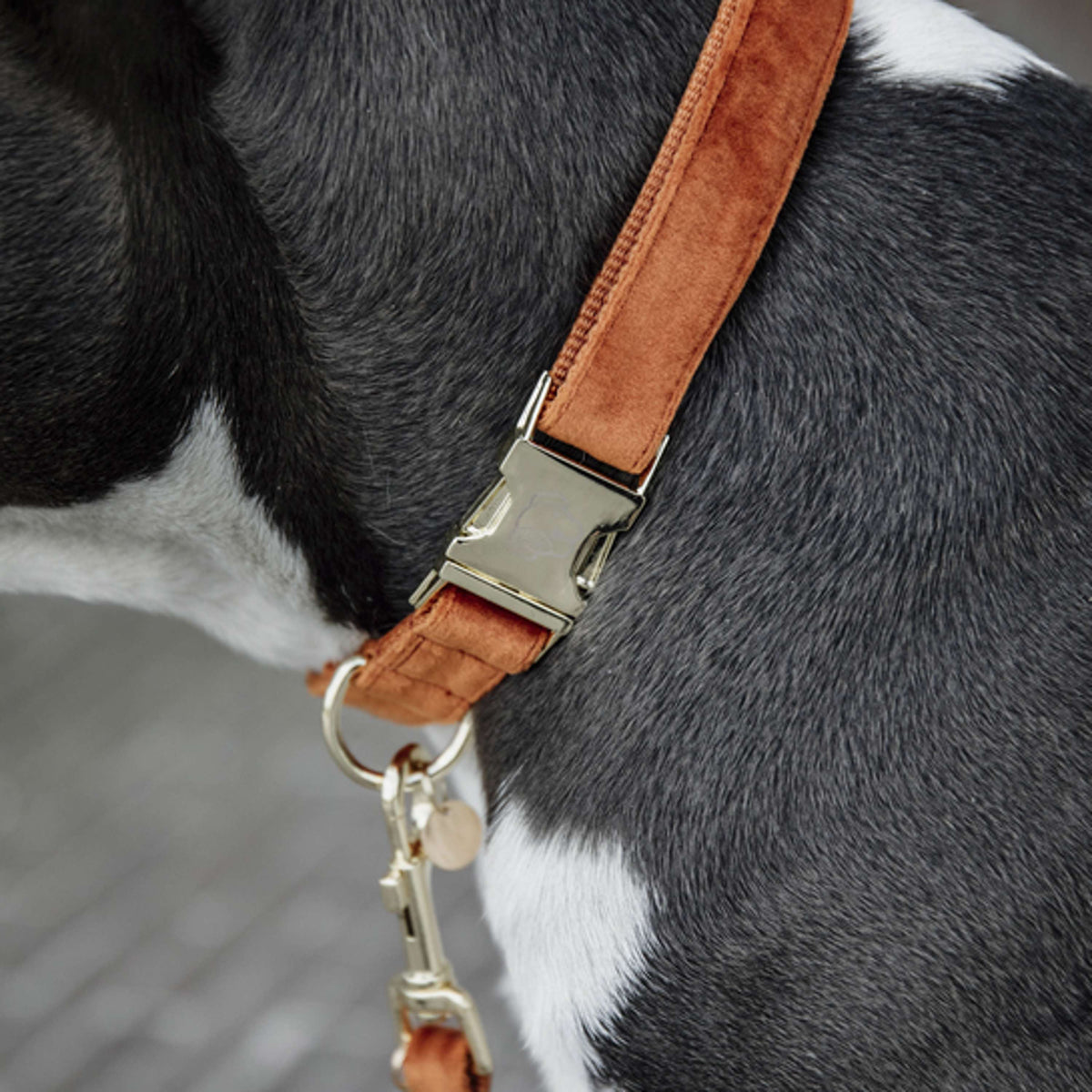 Kentucky Dogwear Halsband Velvet Naranja