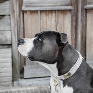 Kentucky Dogwear Halsband Velvet Soft Rose