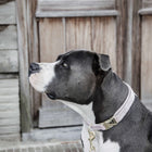 Kentucky Dogwear Halsband Velvet Soft Rose
