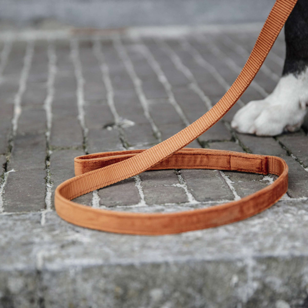 Kentucky Dogwear Correa para Perro Velvet Naranja