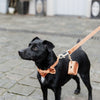Kentucky Dogwear Correa para Perro Velvet Naranja