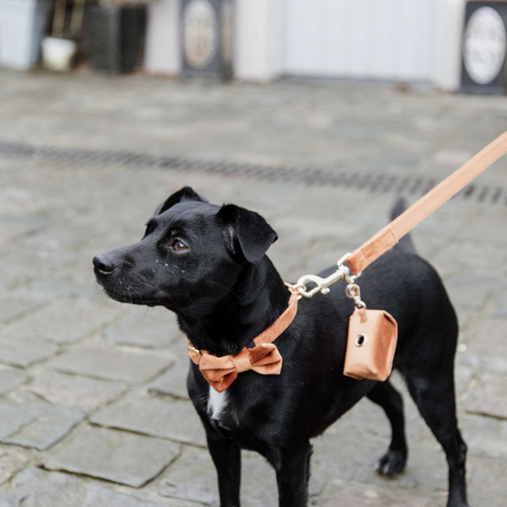 Kentucky Dogwear Correa para Perro Velvet Naranja