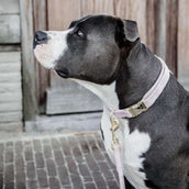 Kentucky Dogwear Correa para Perro Velvet Soft Rose