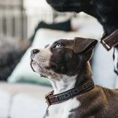 Kentucky Dogwear Halsband Perlas Hechas a Mano Plata