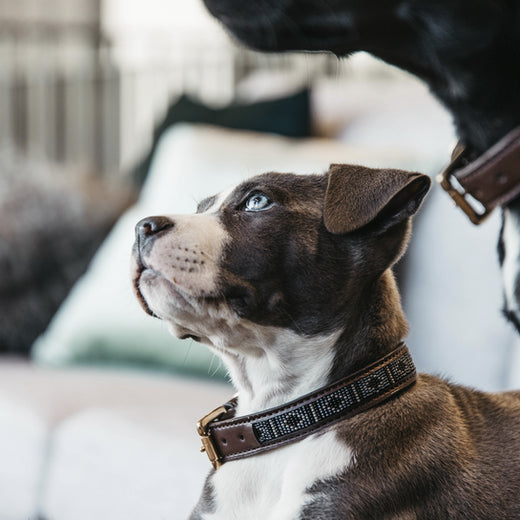 Kentucky Dogwear Halsband Perlas Hechas a Mano Plata