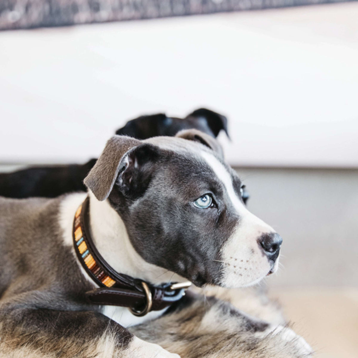 Kentucky Dogwear Halsband Handmade Pearls Pure Orange