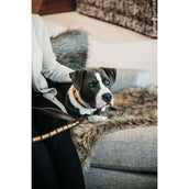 Kentucky Dogwear Halsband Handmade Pearls Pure Orange