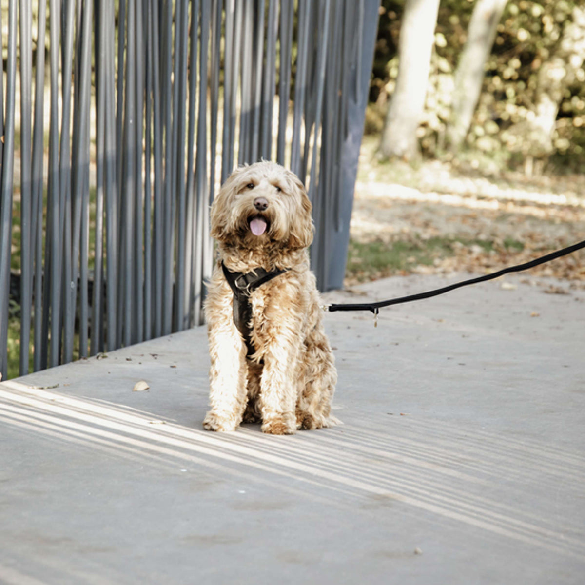 Kentucky Dogwear Correa para Perro Velvet Negro