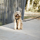 Kentucky Dogwear Correa para Perro Velvet Negro