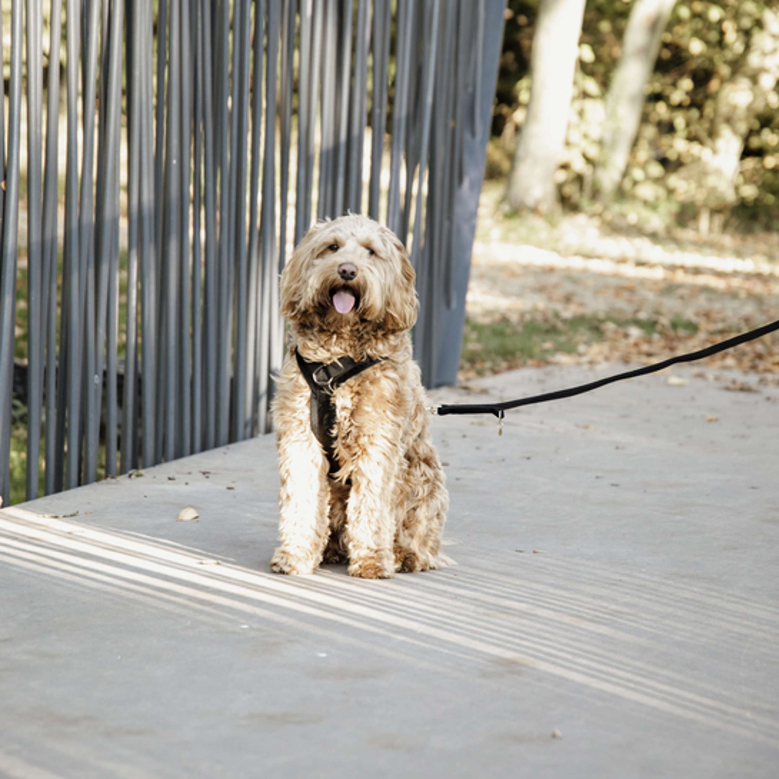 Kentucky Dogwear Correa para Perro Velvet Negro