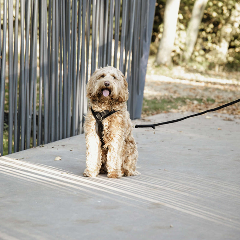 Kentucky Dogwear Correa para Perro Velvet Negro