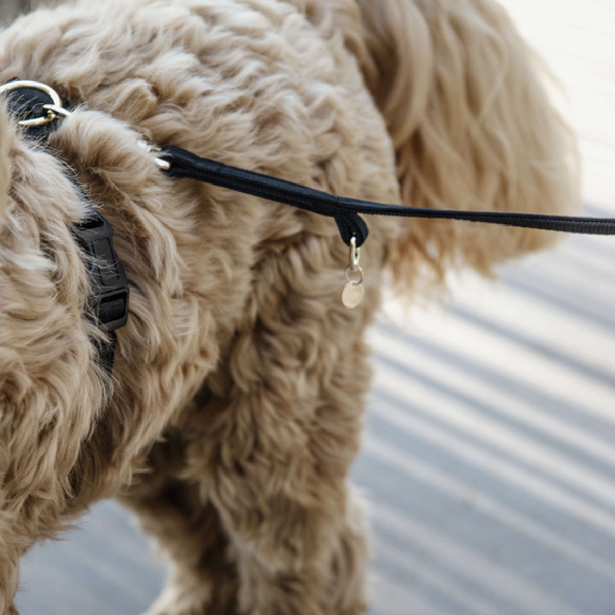 Kentucky Dogwear Correa para Perro Velvet Negro