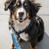 Kentucky Dogwear Correa para Perro Velvet Navy