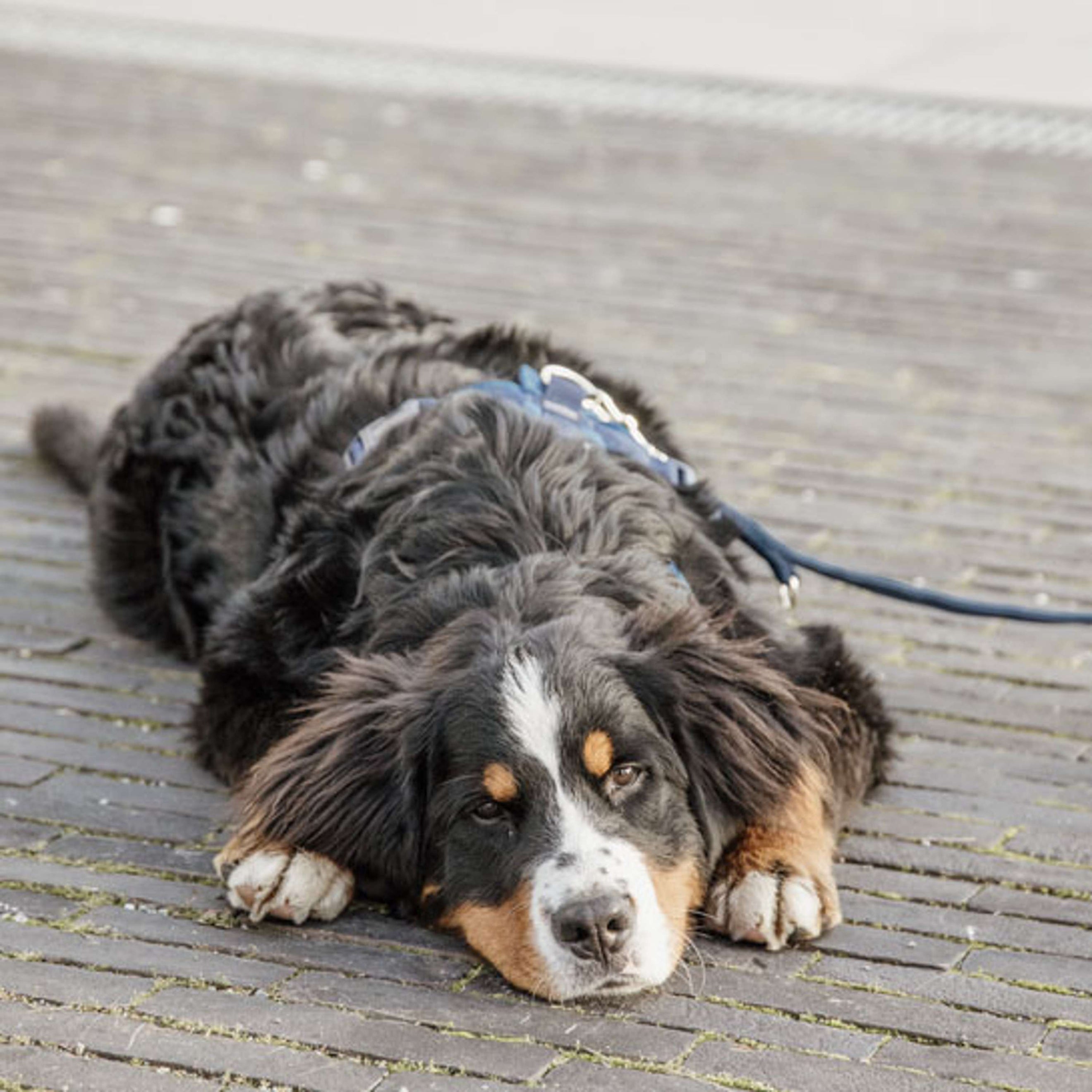 Kentucky Dogwear Correa para Perro Velvet Navy