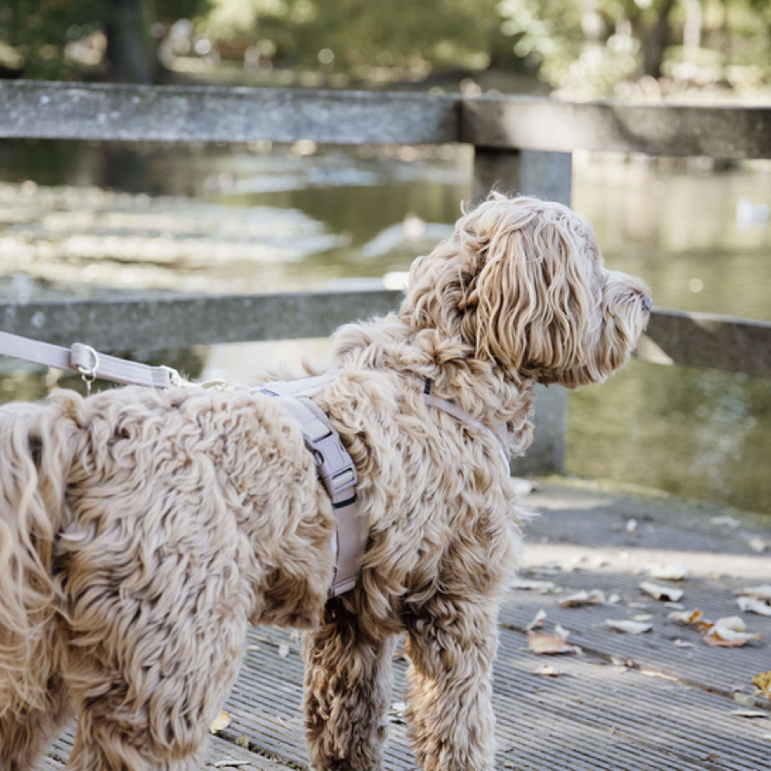 Kentucky Dogwear Correa para Perro Velvet Beige Kentucky Dogwear Correa para Perro Velvet Beige