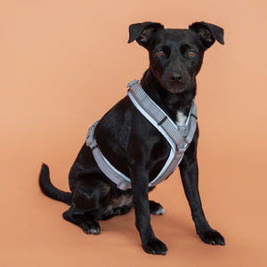 Kentucky Dogwear Arnés Active Reflective Gris