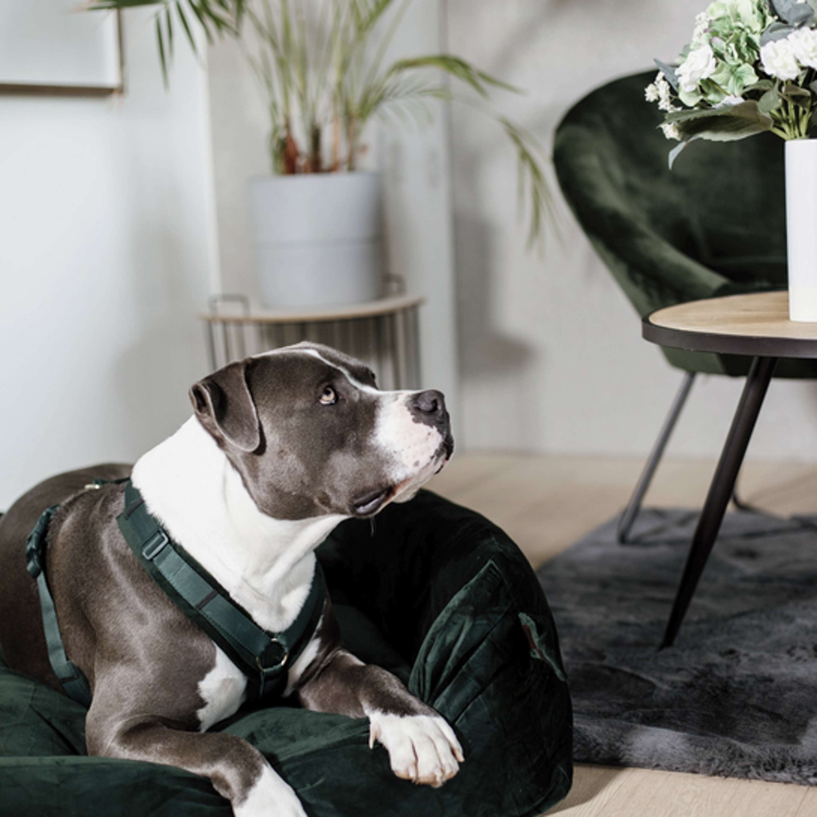 Kentucky Dogwear Arnés Active Velvet Pine Green Kentucky Dogwear Arnés Active Velvet Pine Green