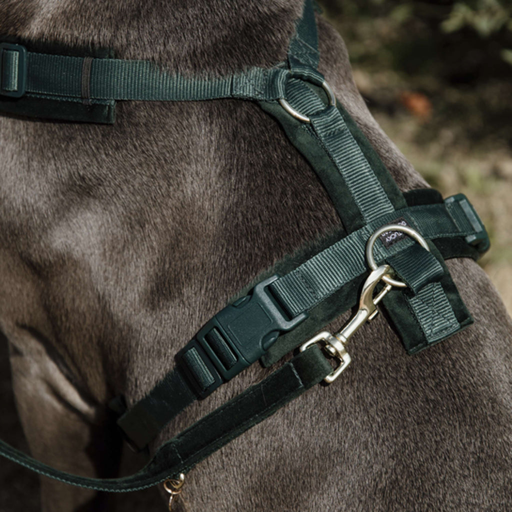 Kentucky Dogwear Arnés Active Velvet Pine Green